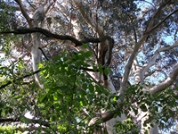 rco Cosentini-20110417 029